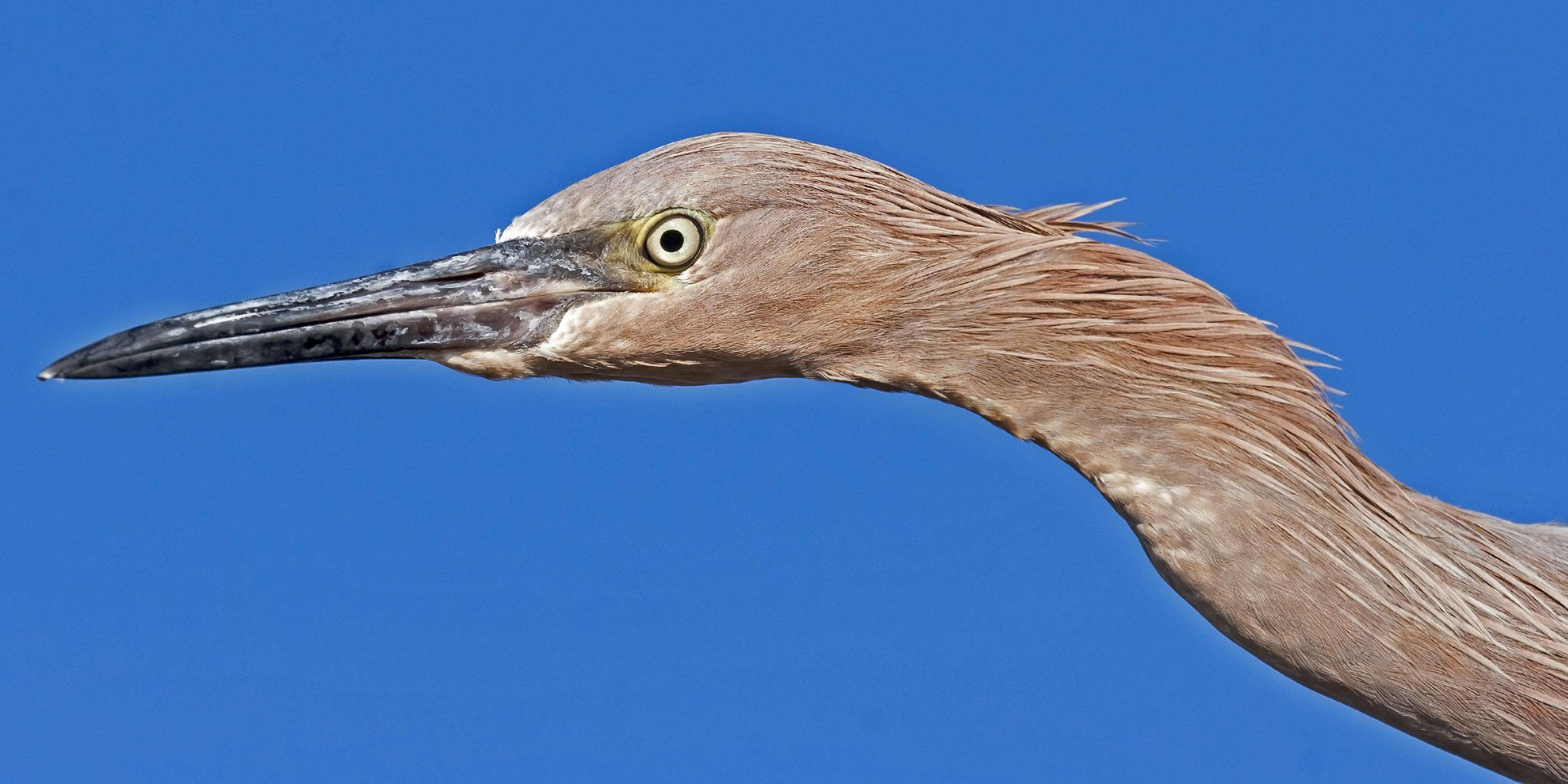 Image de Aigrette roussâtre