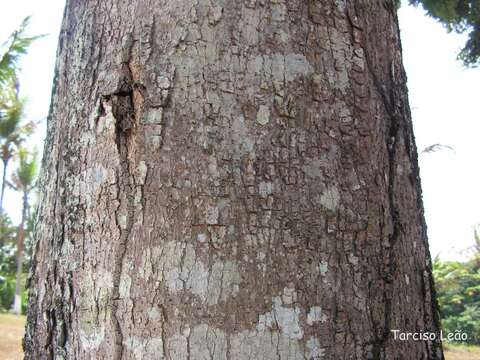 Image de Machaerium isadelphum (E. Mey.) Standl.