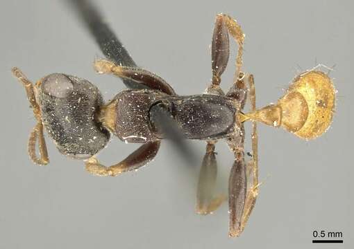 Image of Pseudomyrmex excisus (Mayr 1870)