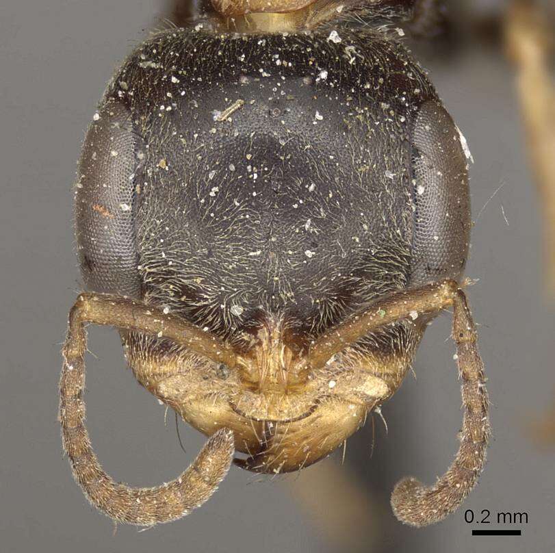 Image of Pseudomyrmex excisus (Mayr 1870)