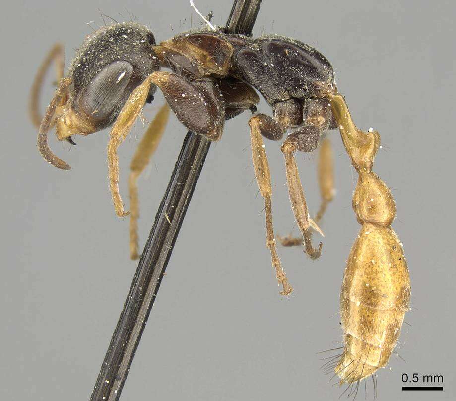 Image of Pseudomyrmex excisus (Mayr 1870)