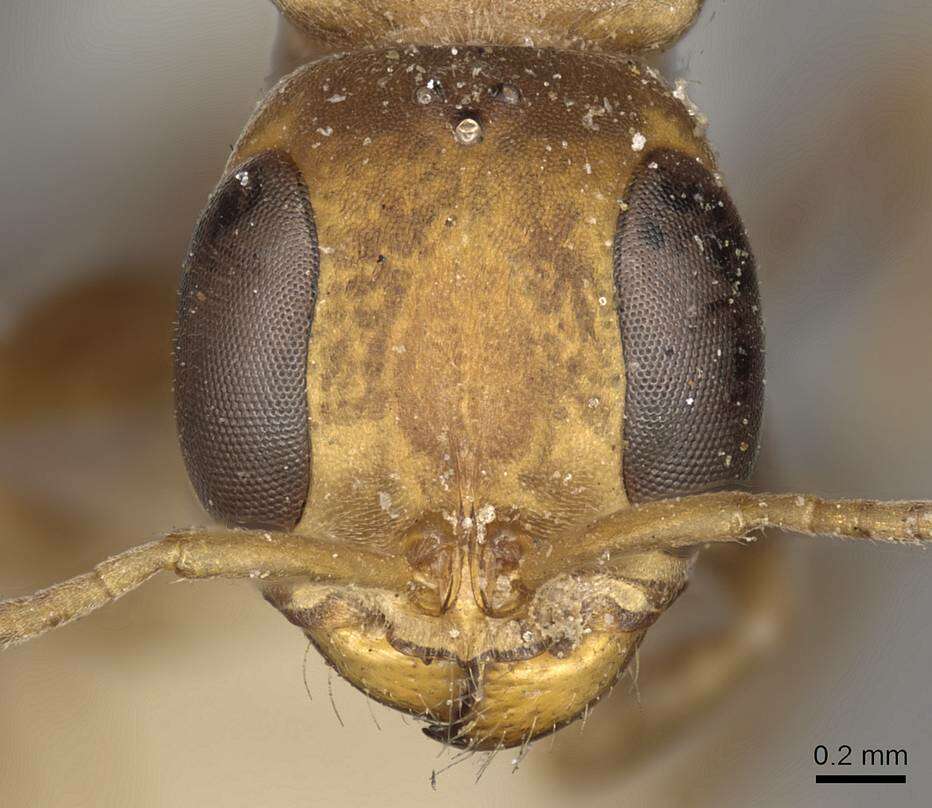 Image of Pseudomyrmex boopis (Roger 1863)