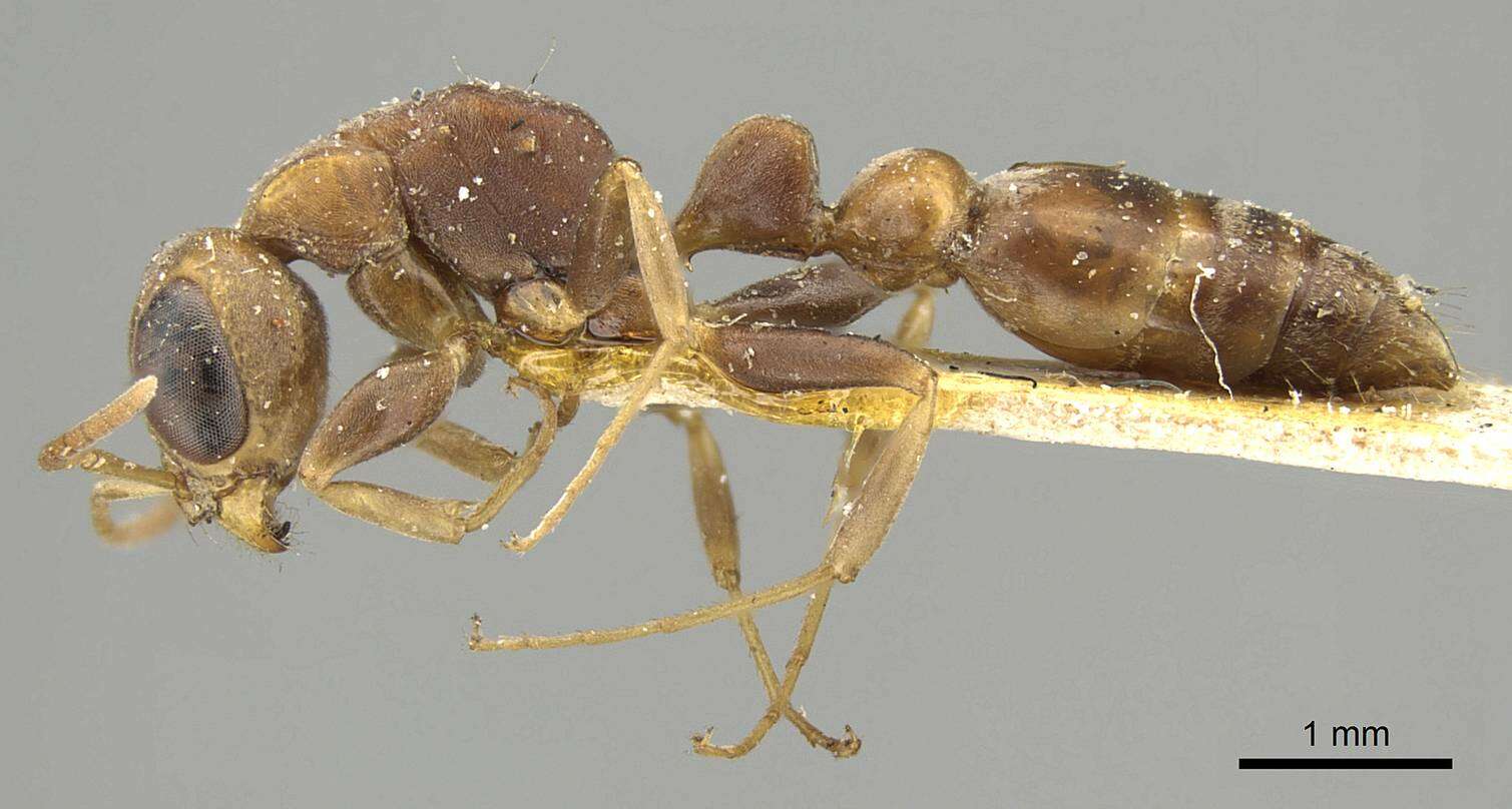 Image of Pseudomyrmex boopis (Roger 1863)