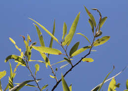 Image of coastal plain willow