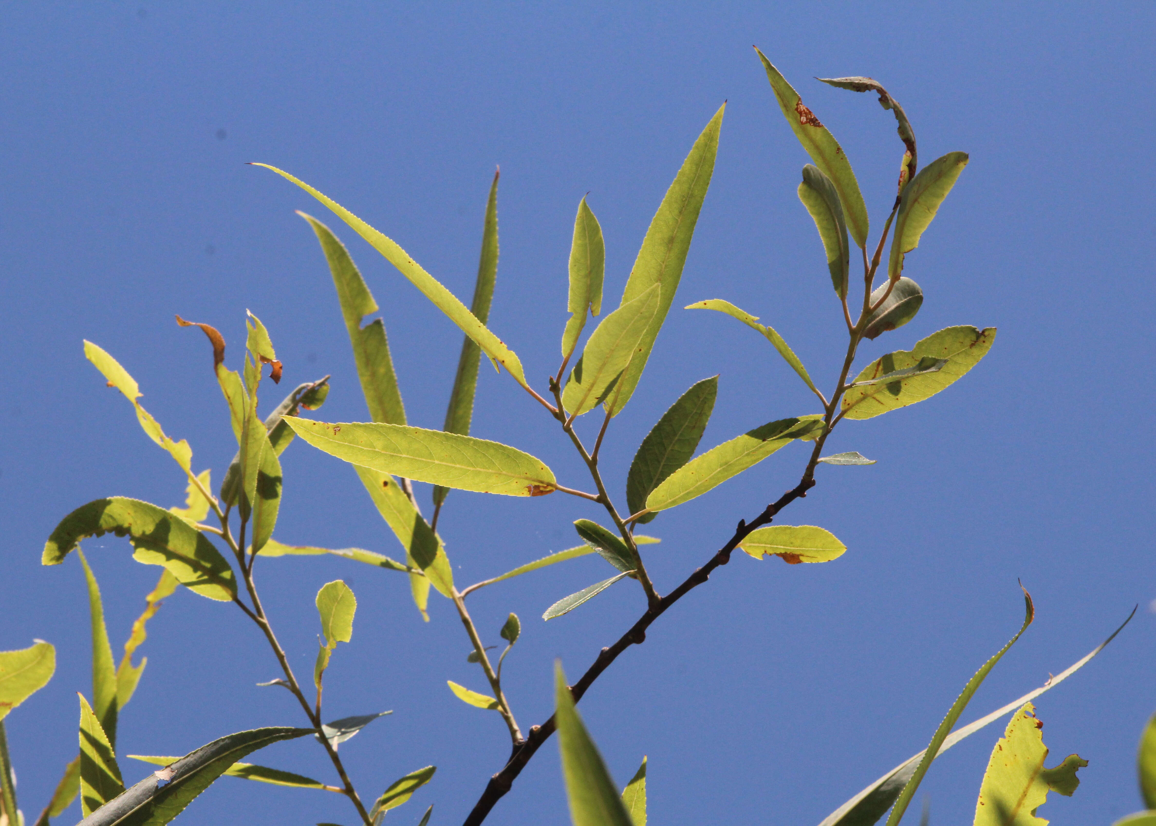 Image of coastal plain willow