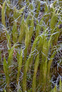 Image of campylopus moss