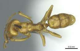 Anochetus punctaticeps Mayr 1901的圖片