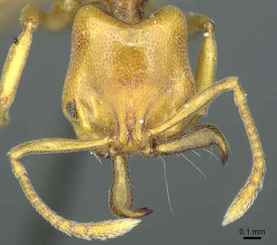 Anochetus punctaticeps Mayr 1901的圖片