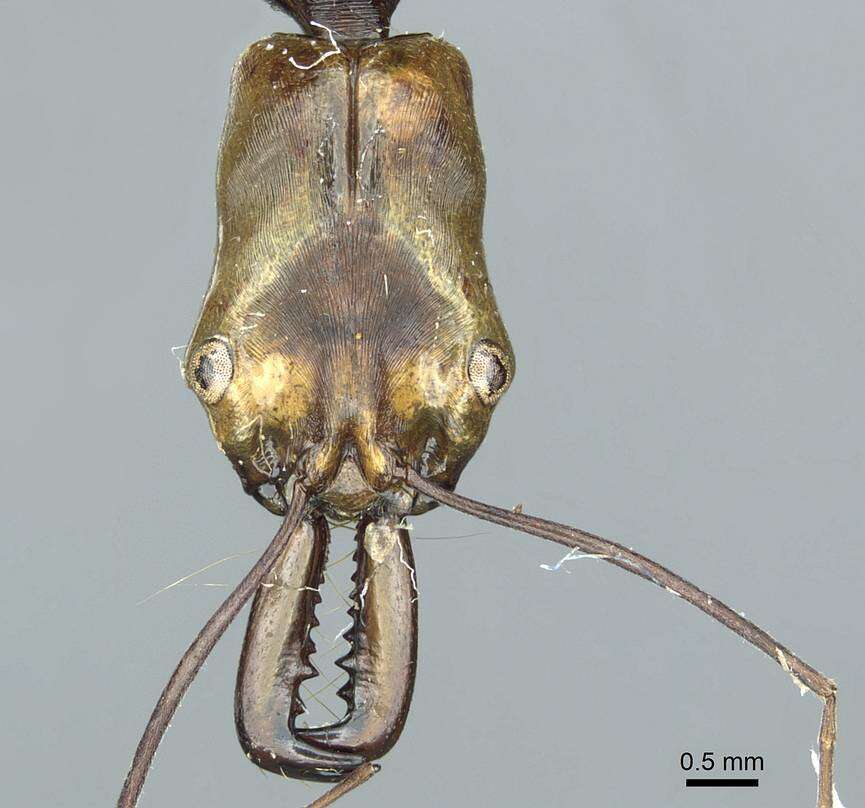 Image of Formicoidea