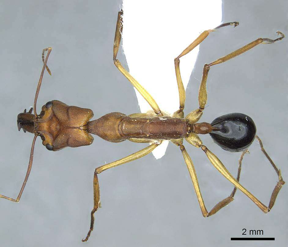 Image of <i>Odontomachus schoedli</i>