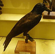 Image of New Caledonian Crow