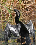 Image de Anhinga d'Amérique