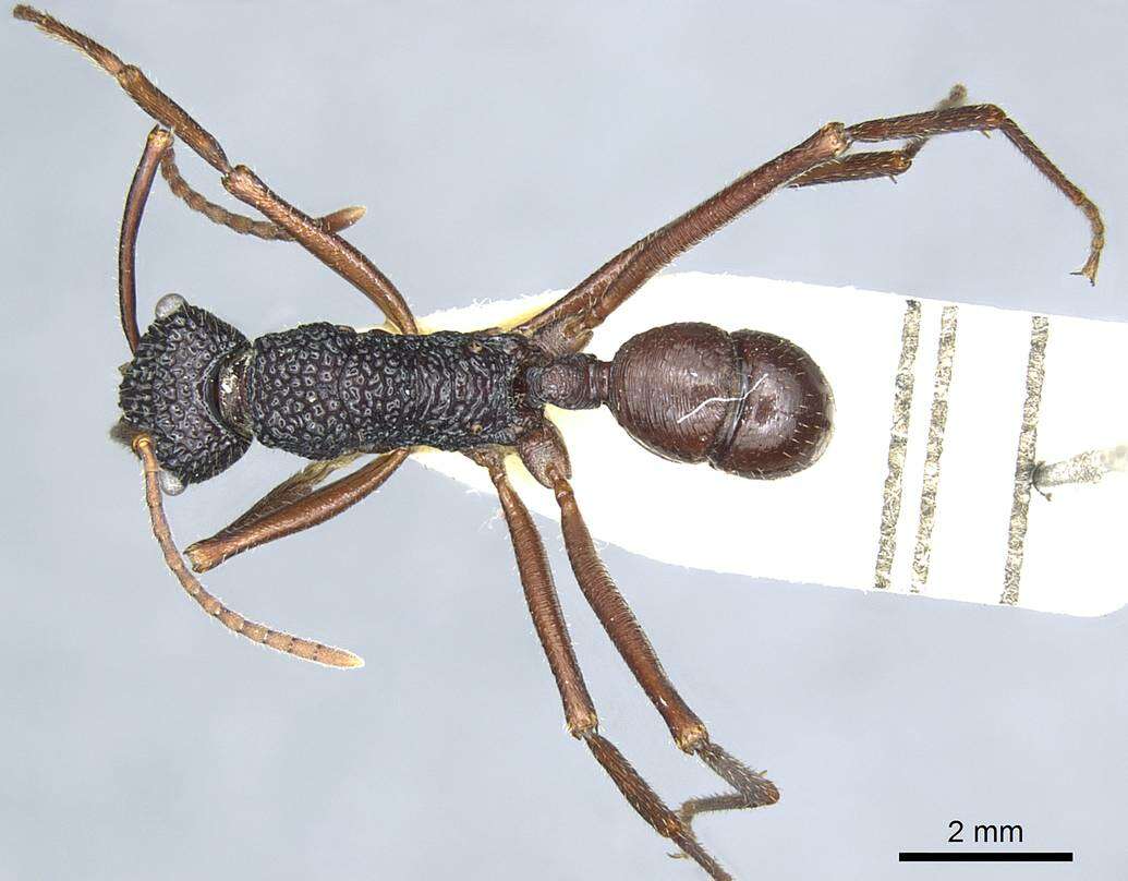 Image of Rhytidoponera nexa Stitz 1912