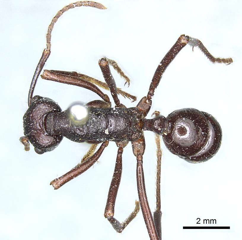 Image of Rhytidoponera nudata (Mayr 1876)