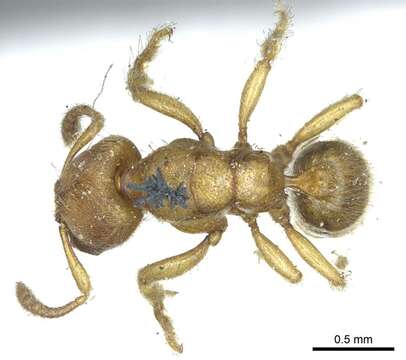 Imagem de Typhlomyrmex