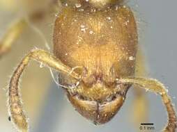 Imagem de Typhlomyrmex