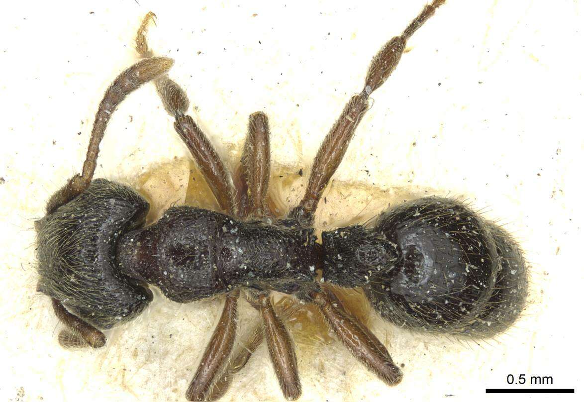 Image of Heteroponera carinifrons Mayr 1887