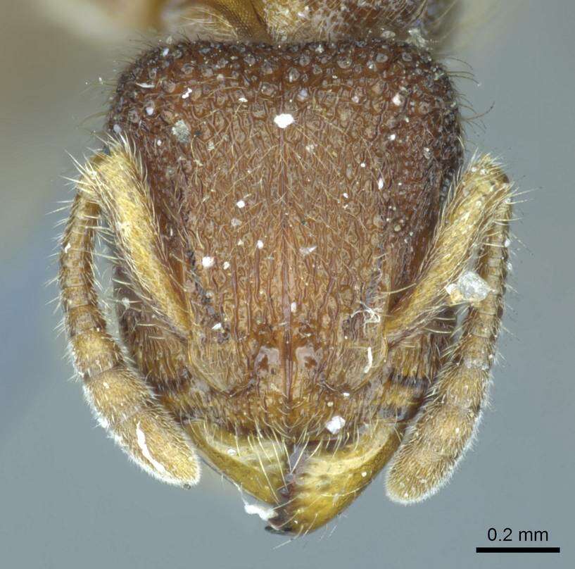 Image of Heteroponera dentinodis (Mayr 1887)