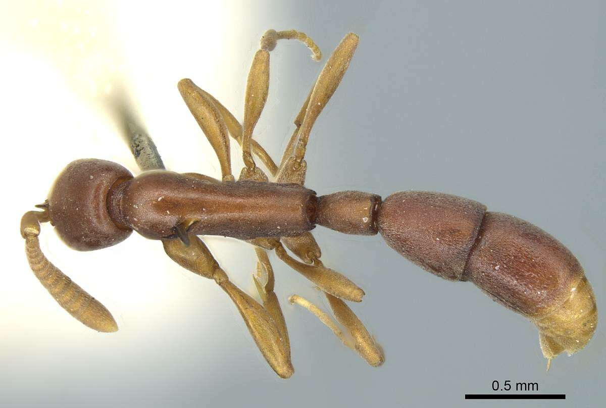 Probolomyrmex filiformis Mayr 1901的圖片