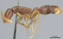 Probolomyrmex filiformis Mayr 1901的圖片