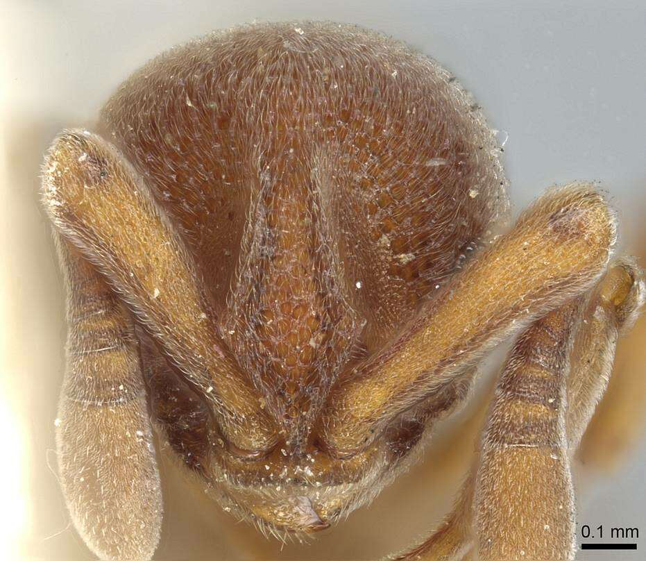 Image of Discothyrea oculata Emery 1901