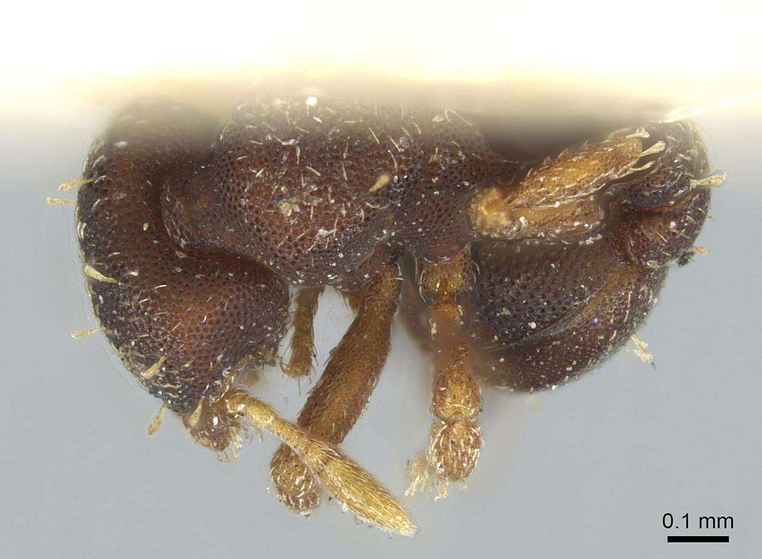 Image of Octostruma