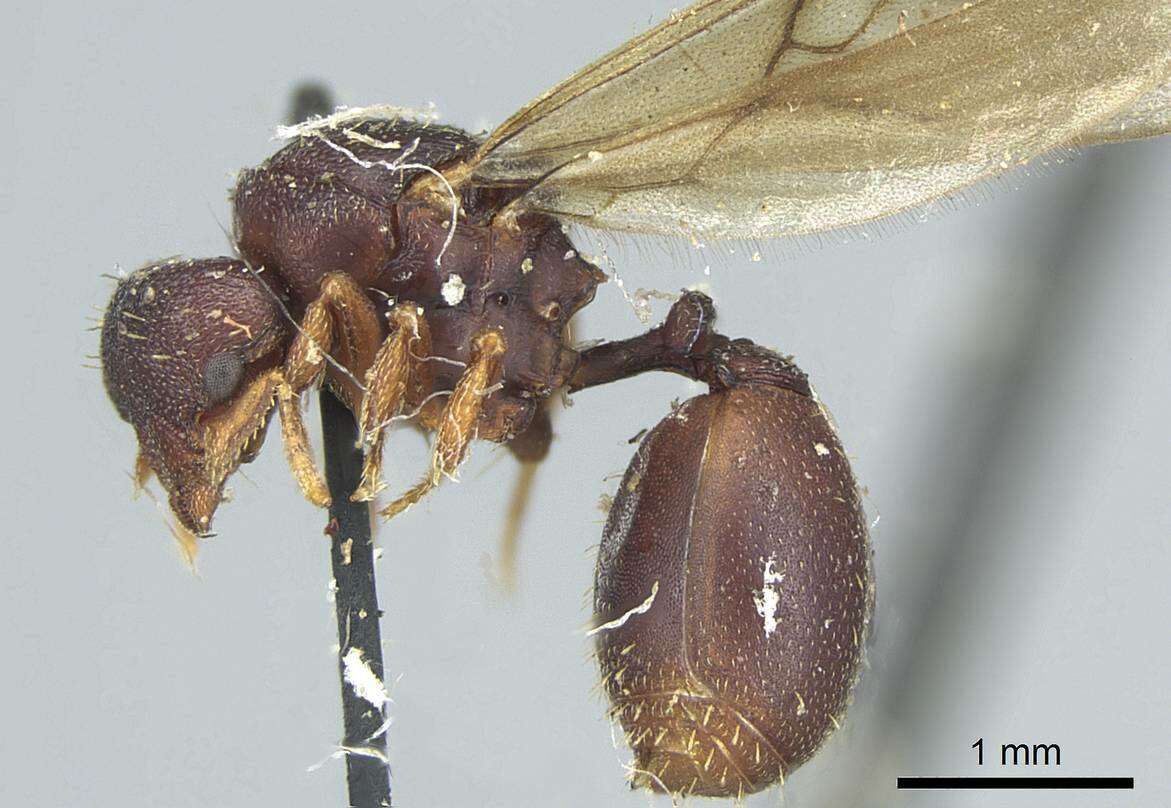 Image of Octostruma petiolata (Mayr 1887)