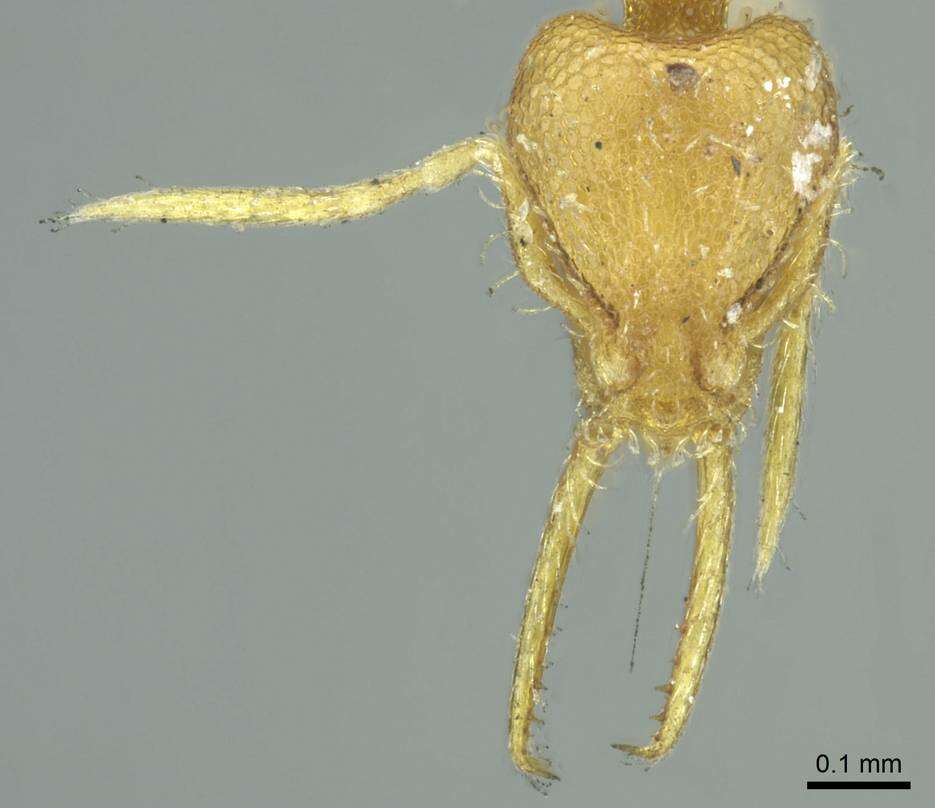 Image of Formicoidea