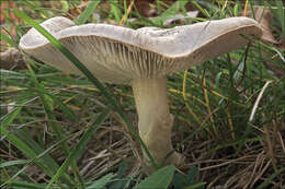 Image of Tricholoma lascivum (Fr.) Gillet 1874