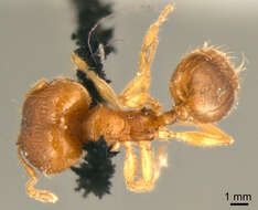 Image of Pheidole