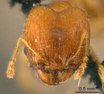 Image of Pheidole