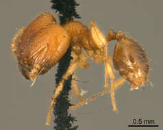 Image of Pheidole