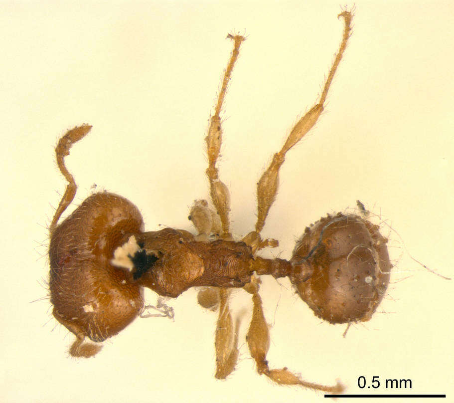 Image of Pheidole