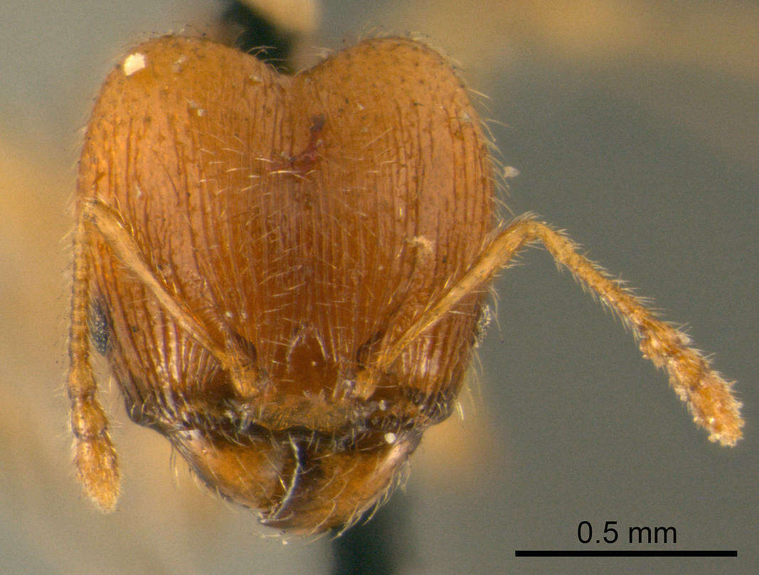 Image of Pheidole