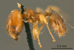 Image of Pheidole