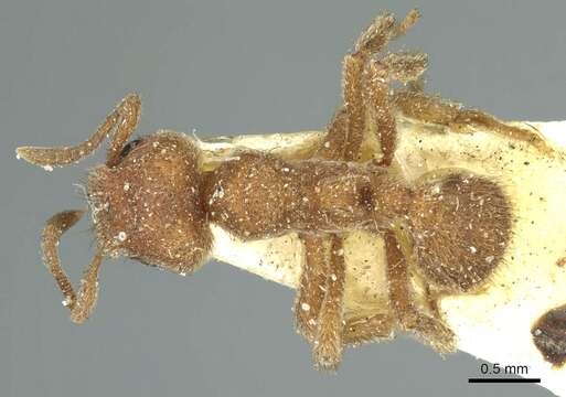 Image of Sericomyrmex opacus Mayr 1865