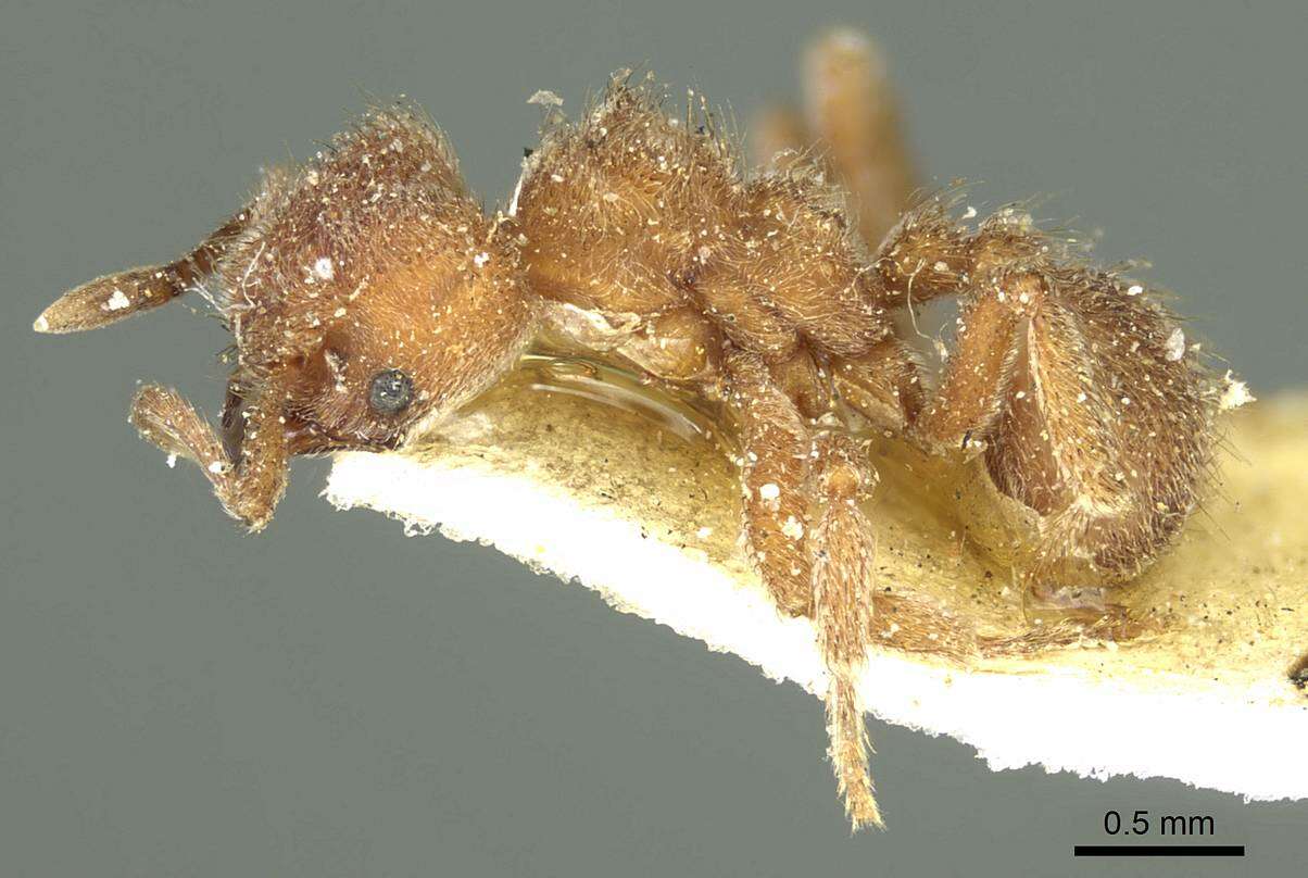 Image of Sericomyrmex opacus Mayr 1865