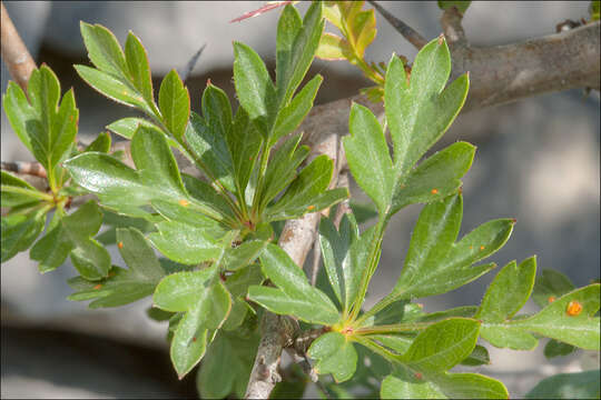 Image of Common Hawthorn