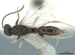 Image of Heteroponera dentinodis (Mayr 1887)