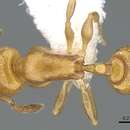 Image of <i>Temnothorax terricola</i>