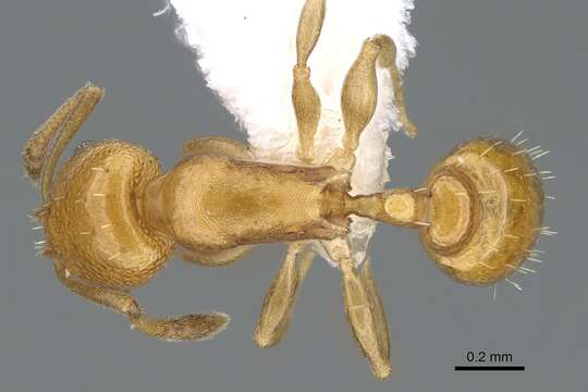 Image of Myrmicinae