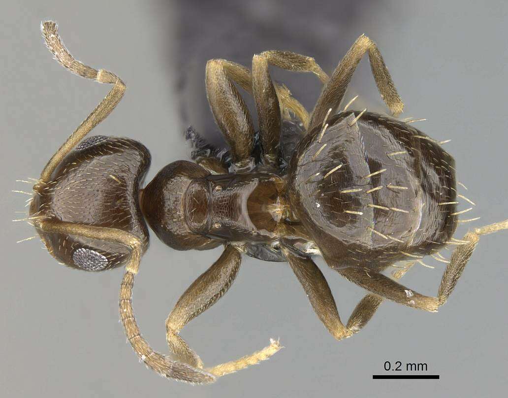 Image of Ant