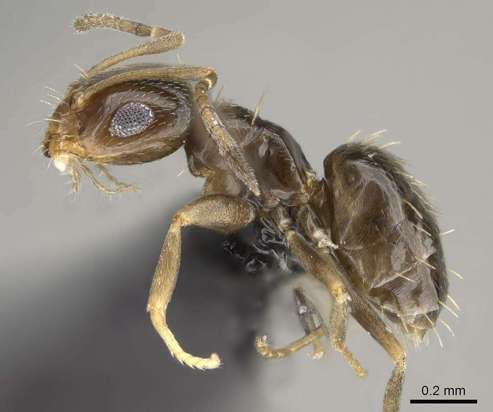 Image of Ant