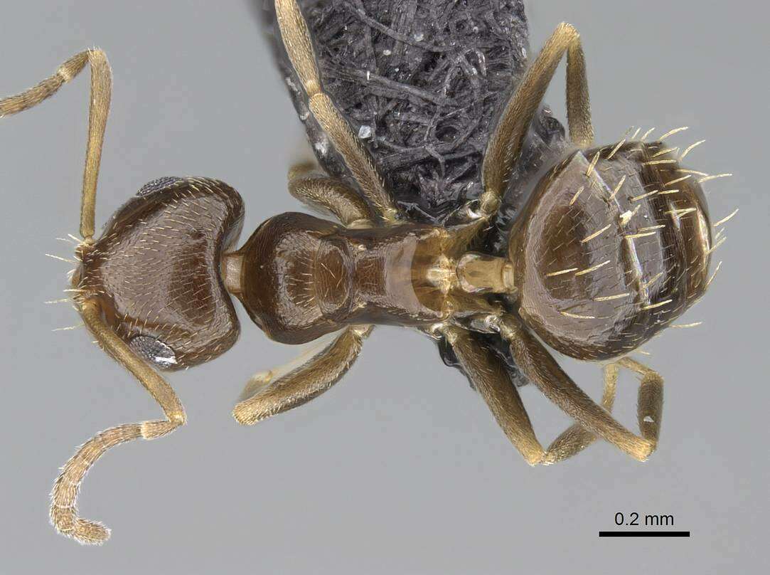 Image of Ant