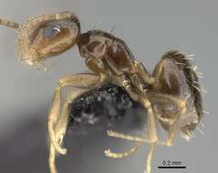 Image of Ant