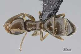 Image of Ant