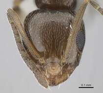 Image of Ant