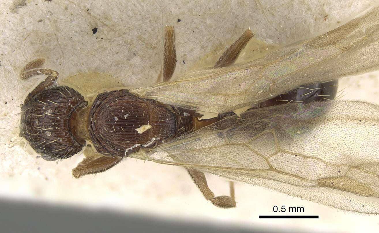 Image of Tetramorium camerunense Mayr 1895