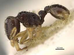 Image of Tetramorium nigrum Forel 1907