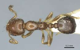 Image de Monomorium monomorium Bolton 1987